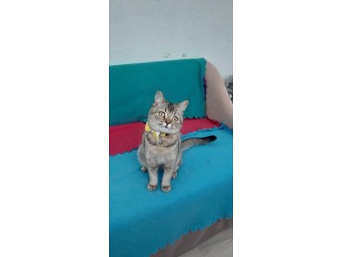 Black golden british shorthair prensesler