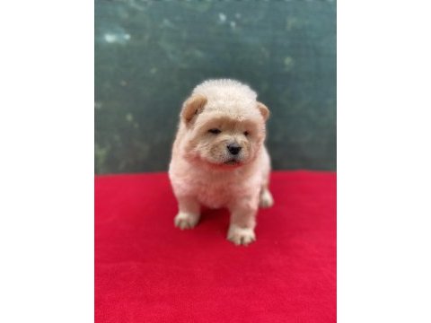 Chow chow yavrularımız yeni ailesini bekliyor