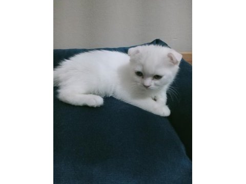 Top kafa ayı surat scottish fold yavrularımız