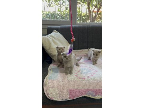 Scottish fold lilac yavrular