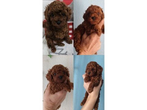 Orjinal poodle bebekler