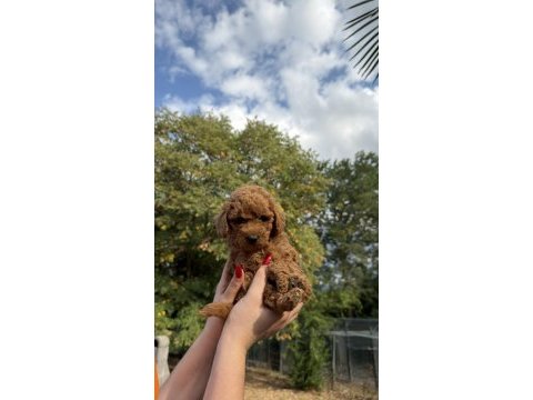 Redbrown toy poodle yavrumız yeni yuvasına hazır