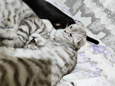 Yavru british shorthair 4 aylık