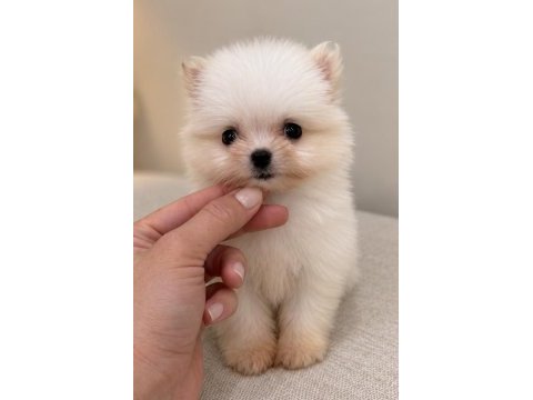 Minicik pomeranian boo