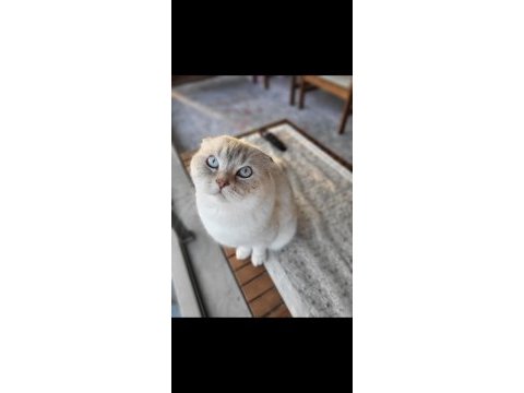 3.5 yaşında scottish fold