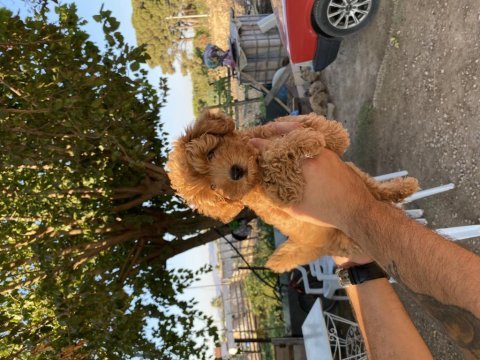 Toy poodle yavrumuz yuva arıyor