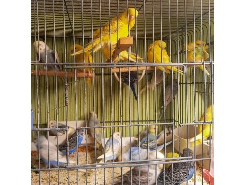 Muhabbet kuşu jumbo, rainbow takımları ve yavruları