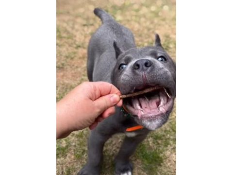 Koşucu cane corso yavrular