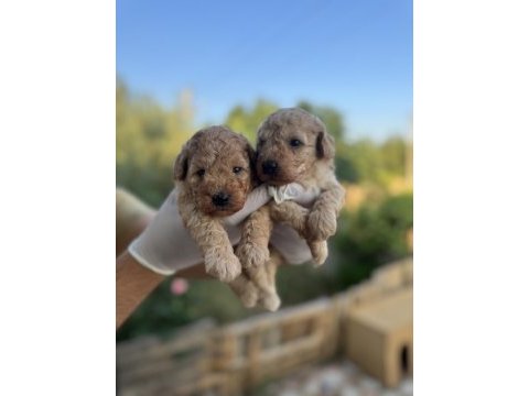 Rezerveye açık 1 aylık toy poodle yavrularımız