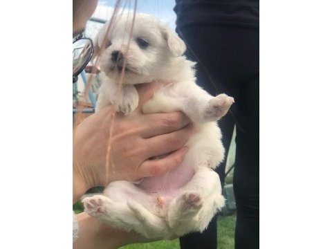 0 numara maltese terier bebekler