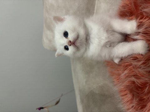 British longhair yavrularımız