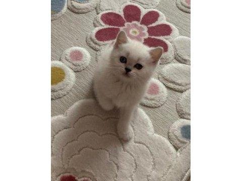 2 aylık silver british shorthair