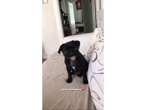 Sahibinden ücretli dişi pug daha bir yaşında