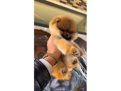 Pomeranian boo yavrular