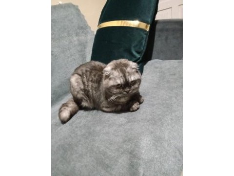 Scottish fold