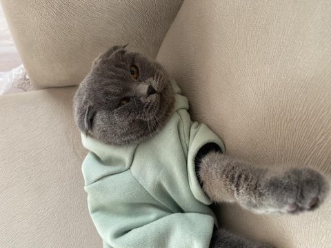 Kızımıza yuva arıyoruz scottish fold