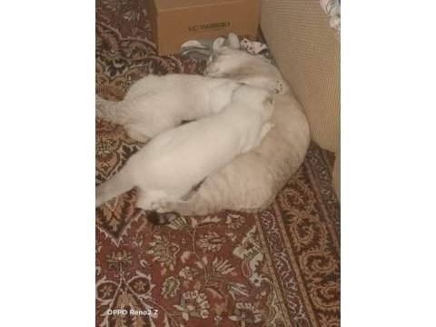 Dişi scottish fold yavrularım