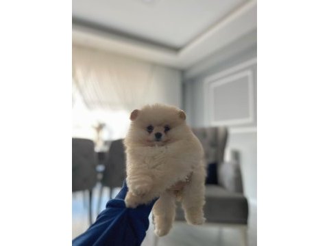 3 aylık yavru pomeranian boo