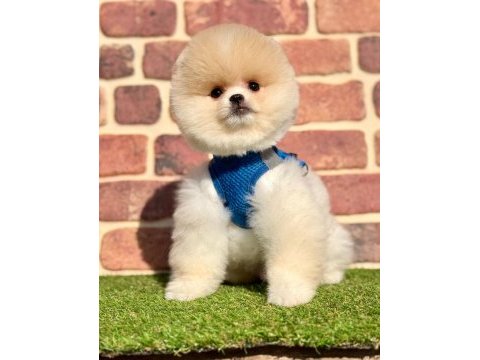 Safkan pomeranian boo yavrularımız