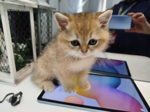 Yaklaşık 3 aylık sevimli british shorthair yavrumuz
