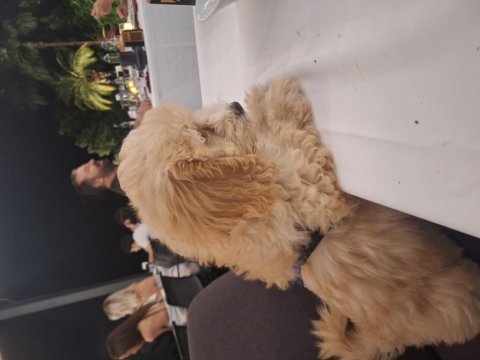 4 aylık maltipoo