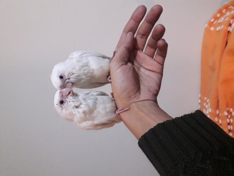 Sultan albino sultan papağanı
