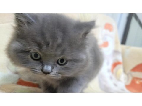 Oyuncu yavru british shorthair