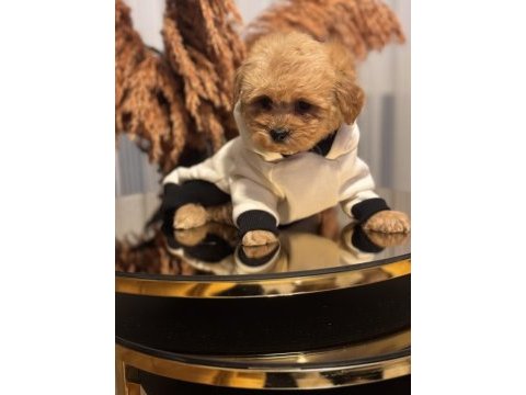 Türkiyenin en güzel maltipoo bebekleri