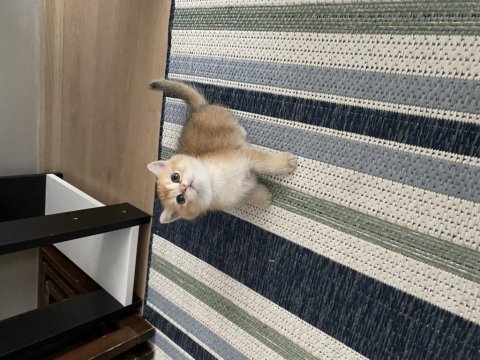 British shorthair golden ny11 yavrular