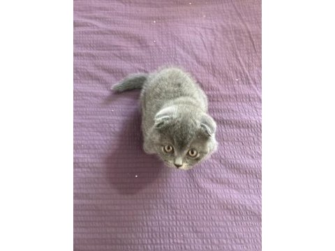 Oyuncu scottish fold oğluma yuva