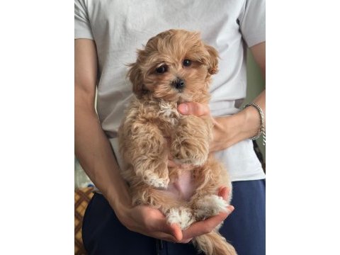 Muhteşem anne babanın maltipoo yavruları