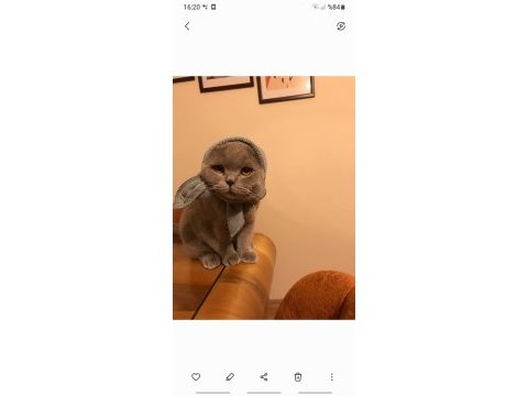 Scottish fold doby miz 3 yaşında erkek