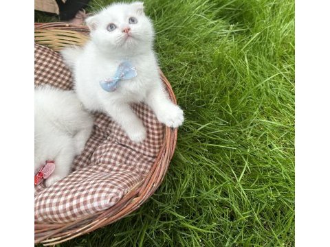 2 aylık scottish fold kuru mama ve tuvalet eğitimi vardır