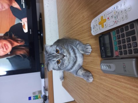 Süper uysal bir abla british shorthair
