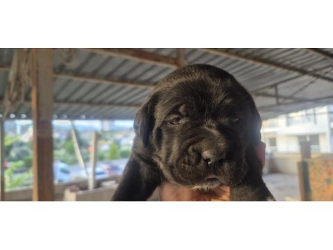 Cane corso yavru köpekler
