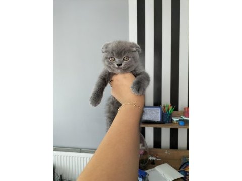 Dişi lilac renk scottish fold yavrularım