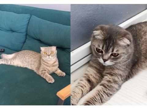 İki kardeş british shorthair