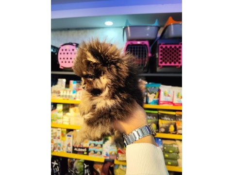 Pomeranian boo 3 aylık