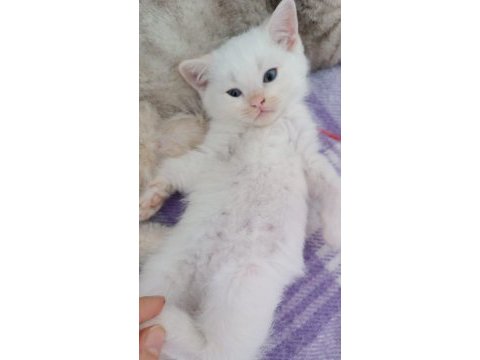 2 aylık pamuk british shorthair