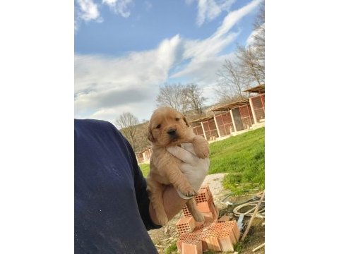 Golden retriever yavruları