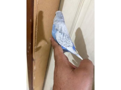 31 günlük muhabbet kuşu oğlan bebek