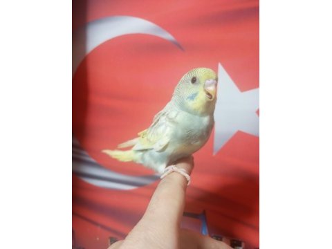 Sağlıklı muhabbet kuşu yavrular