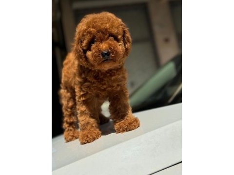 Show kalite toy poodle yavru köpekler
