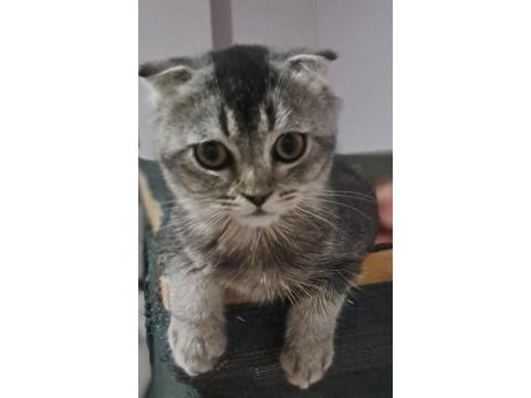 Scottish fold black tabby