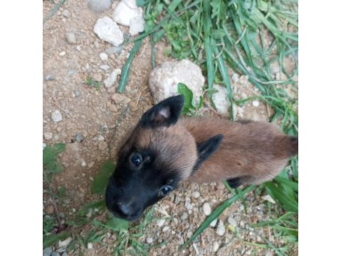 Belçika kurt köpeği