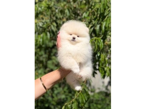 Teddy pomeranian boo