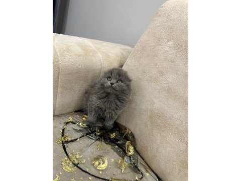 Show kalite british longhair