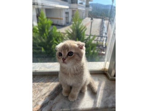 Kusursuz güzellik scottish fold yavrular