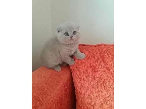 Birinci sınıf scottish fold yavrular
