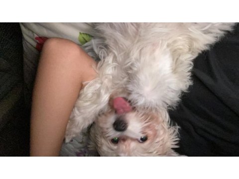 5 aylık dişi maltipoo